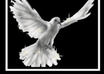 answer any question on Spirit Guides or Angels