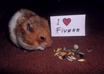write your message with my little cute HAMSTER just