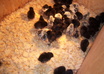 teach you how to care for baby chicks