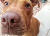 make my pit bull dance in a tutu for you or your company