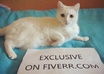 take photo with my cat and what you want