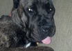 have a conversation with my dog