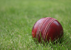 write anything about CRICKET just for you
