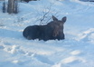 send a Postcard from Alaska