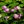 dragon_lily