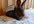 make a video in HD with your message on a cute bunny
