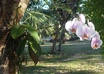 identify your plant