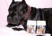 suggest your business to my 700 dog loving Facebook friends