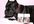 suggest your business to my 700 dog loving Facebook friends