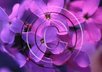 watermark your ten images within 24 hrs.