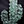 glasscactus
