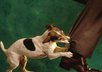 send you the best ebook on How to Stop Your Puppy or Older Dog From Bitting