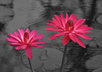 teach you how to spot-color a photo 