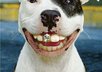 send You Dog Training Secrets
