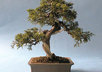 teach You to Raise and Care for a Bonsai Tree