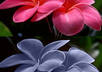 retouch any pictures you want small1