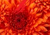 Chrysanthemum
