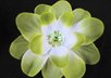 create a sequin center flower hair clip small1