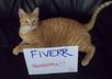 take several photos of my cat with your message