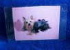 mail you 2 Girlie Yorkshire Terrier dog luggage tags