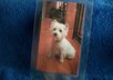 mail you 2 West Highland White Terrier dog luggage tags