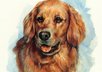 mail you 2 Golden Retriever dog luggage tags