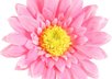 ship you a Pink Silk Daisy Flower clip