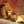 smilodon