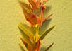 write your wish on a paper crane