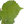 limetree