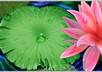 draw and design 3D Lotus and Water Lily using Photoshop CS 5