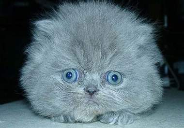 name your cat big1