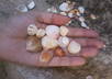 send you 10 shells from Rio de Janeiro Brazil beaches