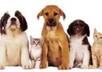 answer any 5 pet questions you may have