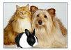 reccommed a Vet for your pets in Chattanooga TN