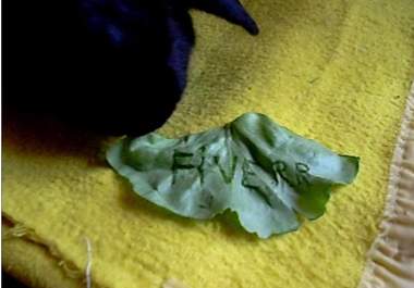 make a video of my Bunny eating your message big1