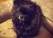 give you advise about you dog or new puppy