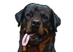 make a colorful cartoon portrait of your pet