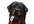make a colorful cartoon portrait of your pet