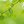 green1eaf