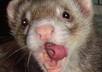 have my ferrets paint your short custom message in video