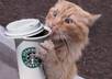 greatfully accept tips to aid my caffeine addiction