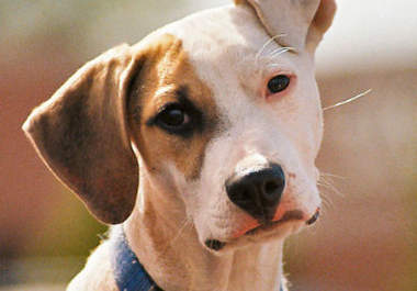give guide for Dog Owners big1
