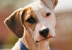 give guide for Dog Owners