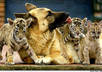 give you behavioral advise about any pet/animal