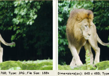 crop or Resize and convert any photo to any size you wish and save it in any format you choose big1