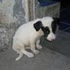 forbgdogs