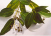 create a customized perfume made especially for you  with pure essential oils