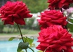 teach you how to plant and care for roses