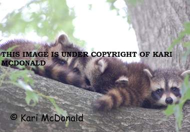 send you one of these awesome animal photos s big1